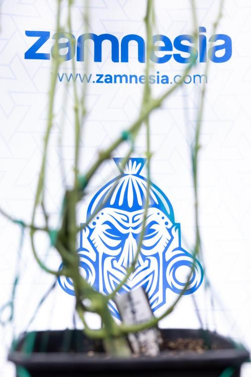 Karen Kush Auto #2 - Zamnesia x B&B. Week 6 - Karen Kush #2 - Bloom - Week 7 - LST