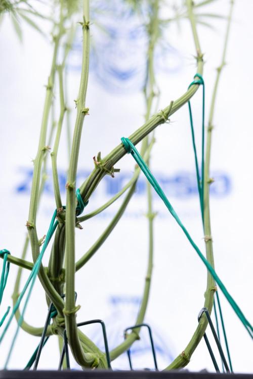 Karen Kush Auto #2 - Zamnesia x B&B. Week 6 - Karen Kush #2 - Bloom - Week 7 - LST