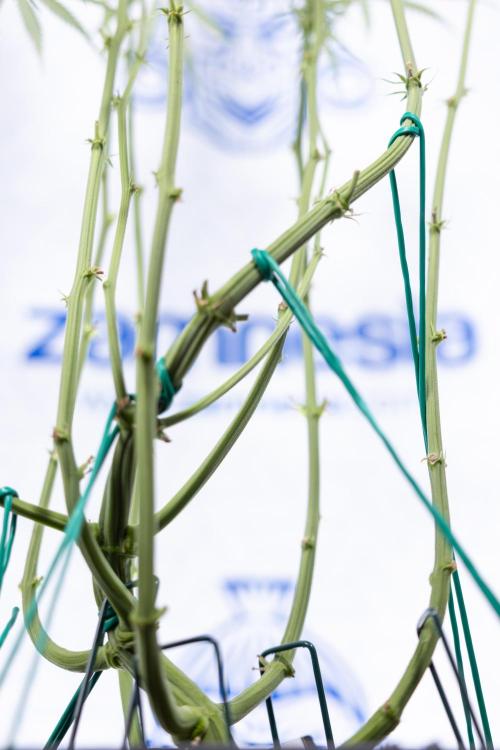 Karen Kush Auto #2 - Zamnesia x B&B. Week 6 - Karen Kush #2 - Bloom - Week 7 - LST