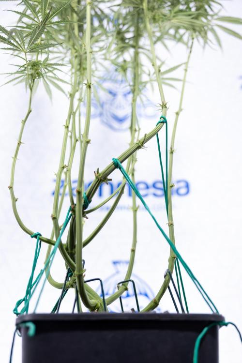 Karen Kush Auto #2 - Zamnesia x B&B. Week 6 - Karen Kush #2 - Bloom - Week 7 - LST