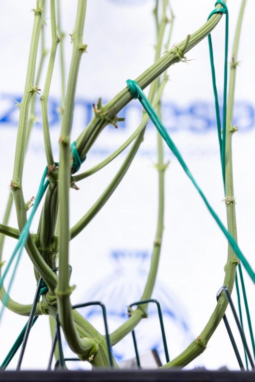 Karen Kush Auto #2 - Zamnesia x B&B. Week 6 - Karen Kush #2 - Bloom - Week 7 - LST