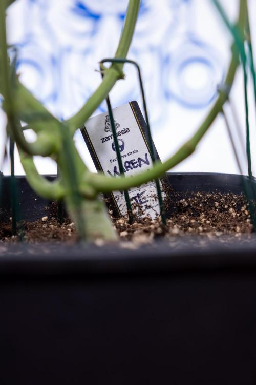 Karen Kush Auto #2 - Zamnesia x B&B. Week 6 - Karen Kush #2 - Bloom - Week 7 - LST