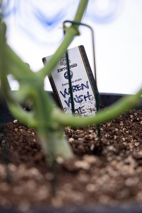 Karen Kush Auto #2 - Zamnesia x B&B. Week 6 - Karen Kush #2 - Bloom - Week 7 - LST