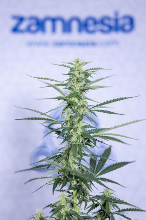 Karen Kush Auto I - Zamnesia x B&B. Week 5 - Karen Kush #1 - Bloom - Week 6