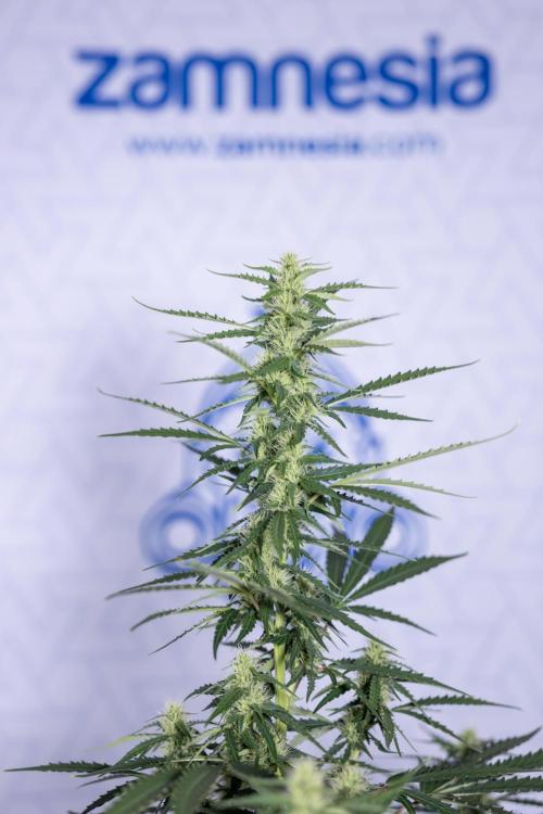 Karen Kush Auto I - Zamnesia x B&B. Week 5 - Karen Kush #1 - Bloom - Week 6