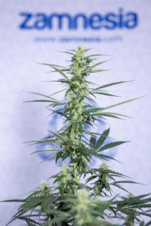 Karen Kush Auto I - Zamnesia x B&B. Week 5 - Karen Kush #1 - Bloom - Week 6
