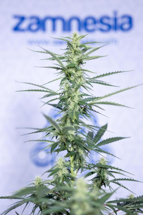 Karen Kush Auto I - Zamnesia x B&B. Week 5 - Karen Kush #1 - Bloom - Week 6