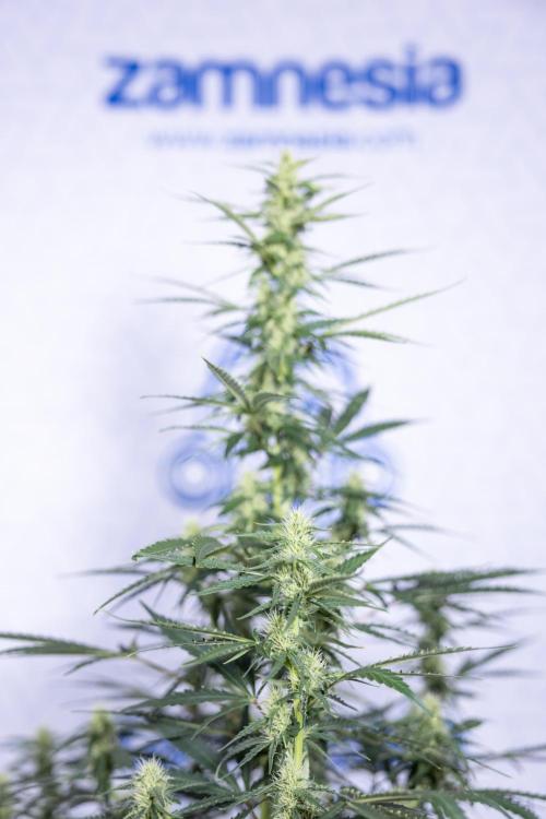 Karen Kush Auto I - Zamnesia x B&B. Week 5 - Karen Kush #1 - Bloom - Week 6