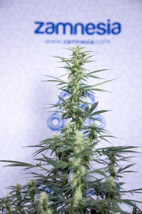 Karen Kush Auto I - Zamnesia x B&B. Week 5 - Karen Kush #1 - Bloom - Week 6