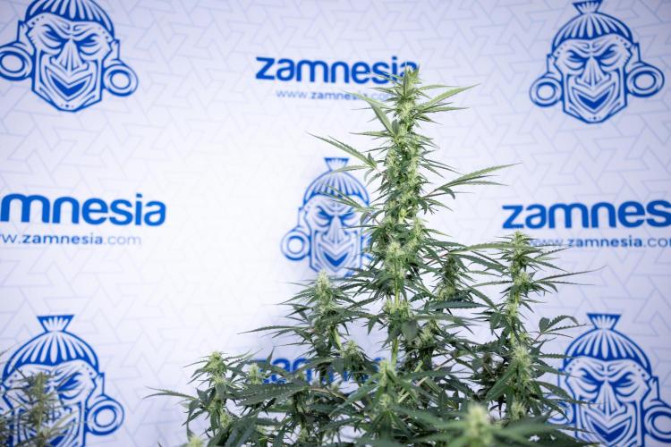 Karen Kush Auto I - Zamnesia x B&B. Week 5 - Karen Kush #1 - Bloom - Week 6