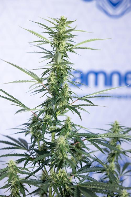 Karen Kush Auto I - Zamnesia x B&B. Week 5 - Karen Kush #1 - Bloom - Week 6