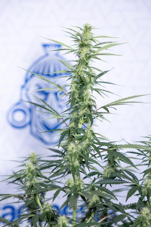 Karen Kush Auto I - Zamnesia x B&B. Week 5 - Karen Kush #1 - Bloom - Week 6