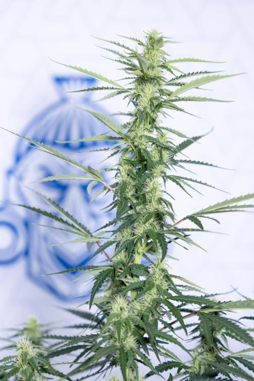 Karen Kush Auto I - Zamnesia x B&B. Week 5 - Karen Kush #1 - Bloom - Week 6