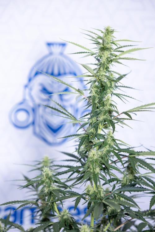 Karen Kush Auto I - Zamnesia x B&B. Week 5 - Karen Kush #1 - Bloom - Week 6