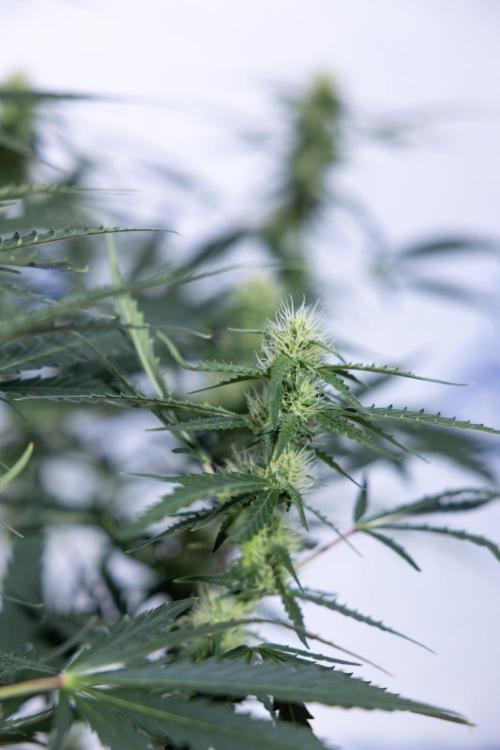 Karen Kush Auto I - Zamnesia x B&B. Week 5 - Karen Kush #1 - Bloom - Week 6