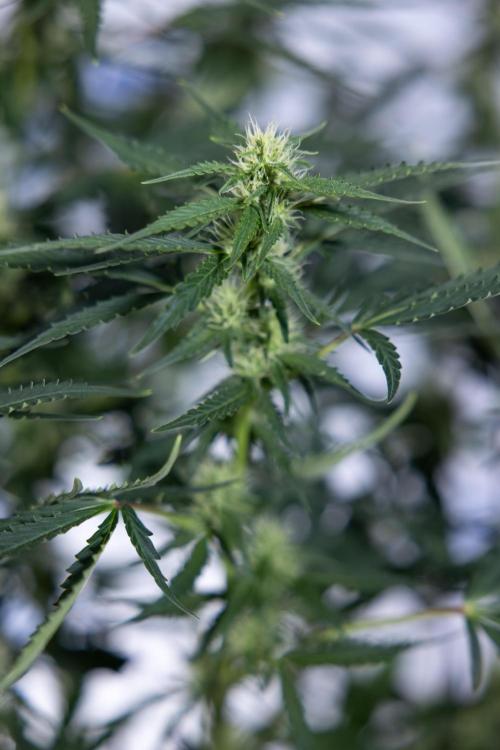 Karen Kush Auto I - Zamnesia x B&B. Week 5 - Karen Kush #1 - Bloom - Week 6