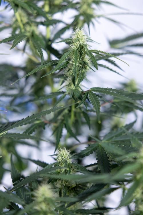 Karen Kush Auto I - Zamnesia x B&B. Week 5 - Karen Kush #1 - Bloom - Week 6