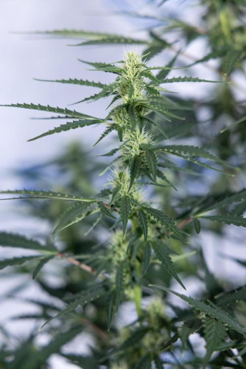 Karen Kush Auto I - Zamnesia x B&B. Week 5 - Karen Kush #1 - Bloom - Week 6