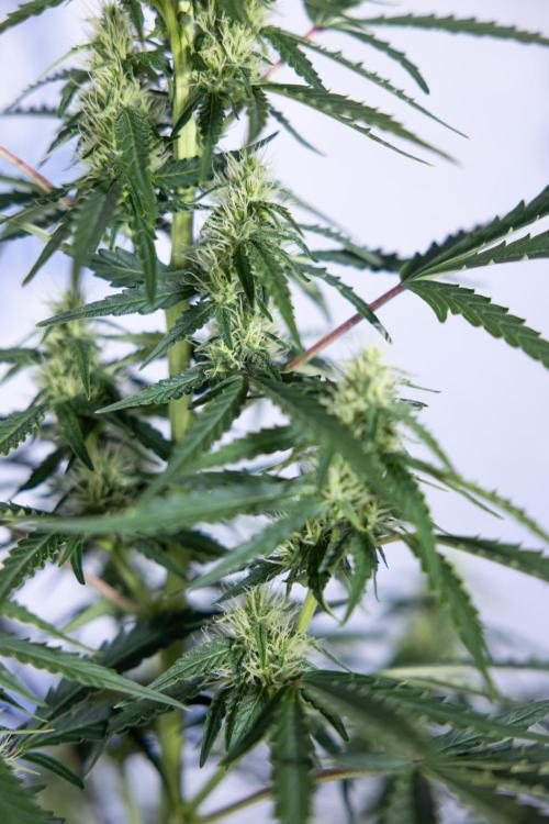 Karen Kush Auto I - Zamnesia x B&B. Week 5 - Karen Kush #1 - Bloom - Week 6