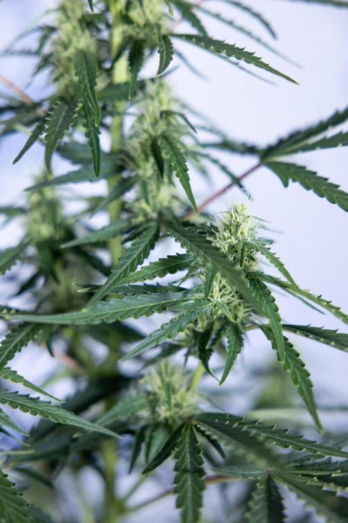 Karen Kush Auto I - Zamnesia x B&B. Week 5 - Karen Kush #1 - Bloom - Week 6