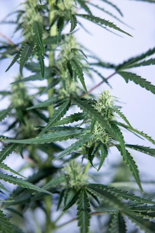 Karen Kush Auto I - Zamnesia x B&B. Week 5 - Karen Kush #1 - Bloom - Week 6