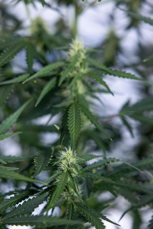 Karen Kush Auto I - Zamnesia x B&B. Week 5 - Karen Kush #1 - Bloom - Week 6