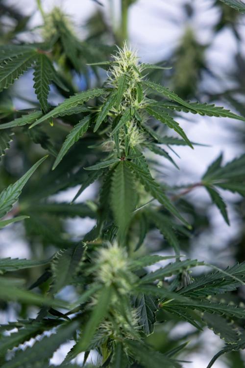 Karen Kush Auto I - Zamnesia x B&B. Week 5 - Karen Kush #1 - Bloom - Week 6