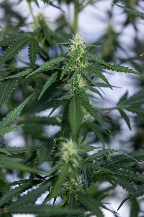 Karen Kush Auto I - Zamnesia x B&B. Week 5 - Karen Kush #1 - Bloom - Week 6