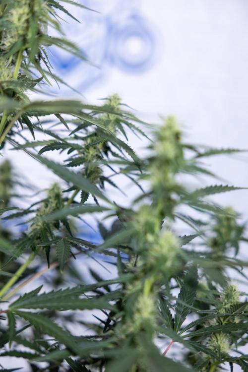 Karen Kush Auto I - Zamnesia x B&B. Week 5 - Karen Kush #1 - Bloom - Week 6