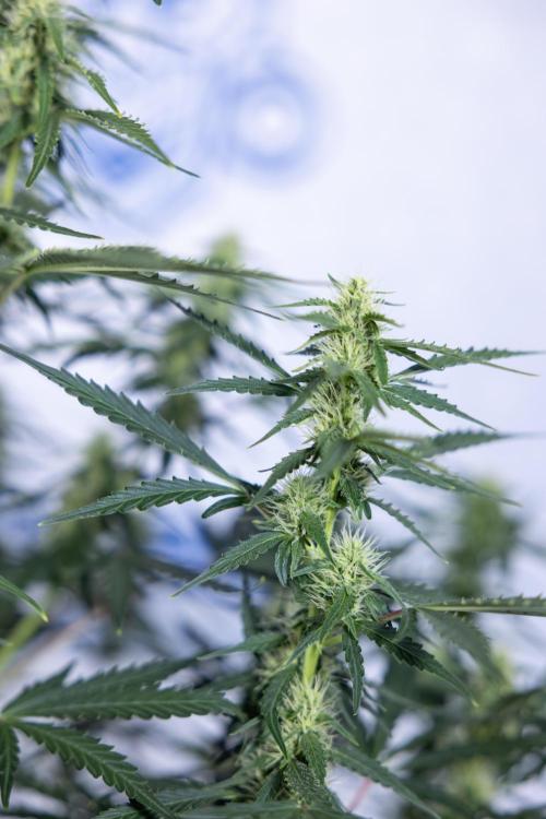 Karen Kush Auto I - Zamnesia x B&B. Week 5 - Karen Kush #1 - Bloom - Week 6