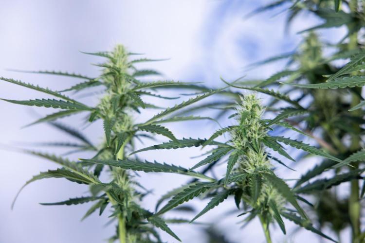 Karen Kush Auto I - Zamnesia x B&B. Week 5 - Karen Kush #1 - Bloom - Week 6