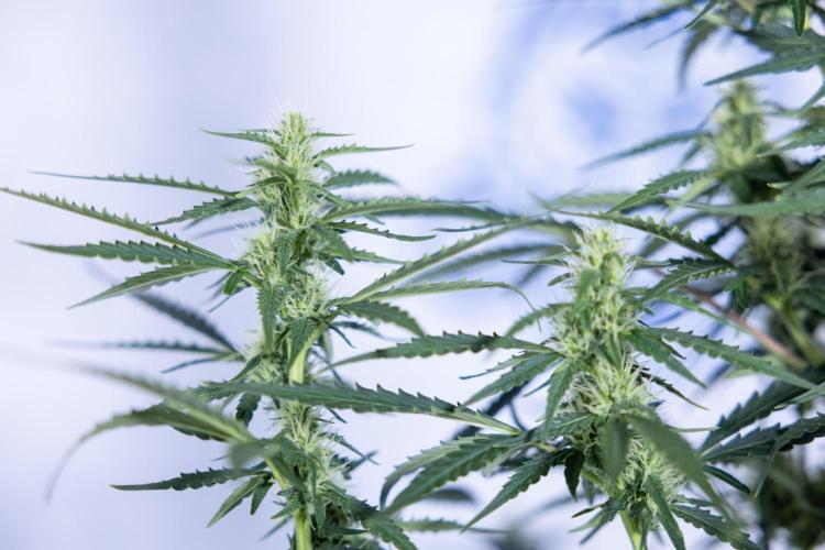 Karen Kush Auto I - Zamnesia x B&B. Week 5 - Karen Kush #1 - Bloom - Week 6