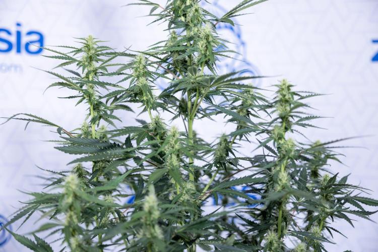 Karen Kush Auto I - Zamnesia x B&B. Week 5 - Karen Kush #1 - Bloom - Week 6