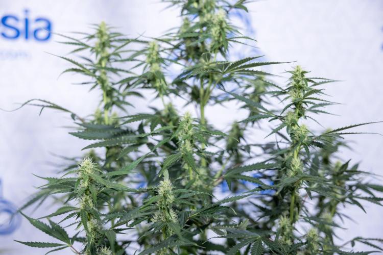 Karen Kush Auto I - Zamnesia x B&B. Week 5 - Karen Kush #1 - Bloom - Week 6