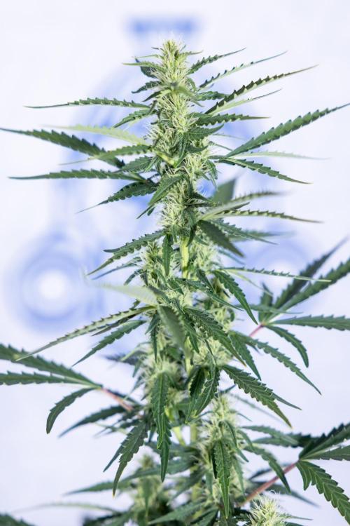 Karen Kush Auto I - Zamnesia x B&B. Week 5 - Karen Kush #1 - Bloom - Week 6