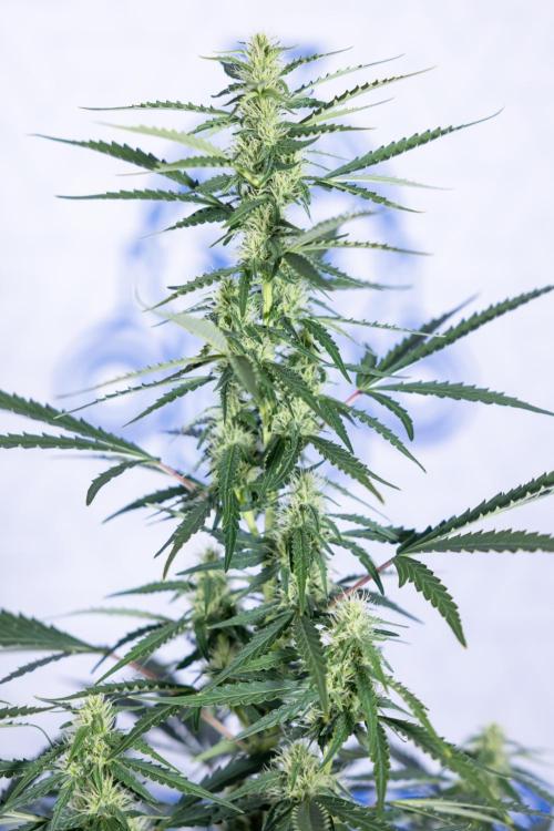 Karen Kush Auto I - Zamnesia x B&B. Week 5 - Karen Kush #1 - Bloom - Week 6