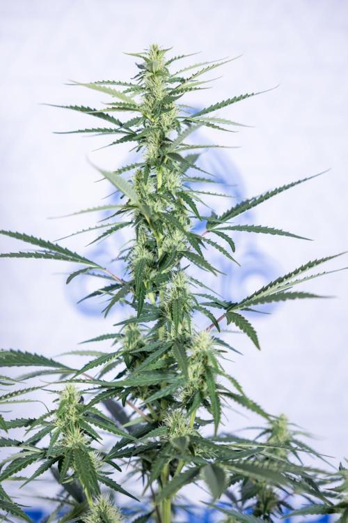 Karen Kush Auto I - Zamnesia x B&B. Week 5 - Karen Kush #1 - Bloom - Week 6