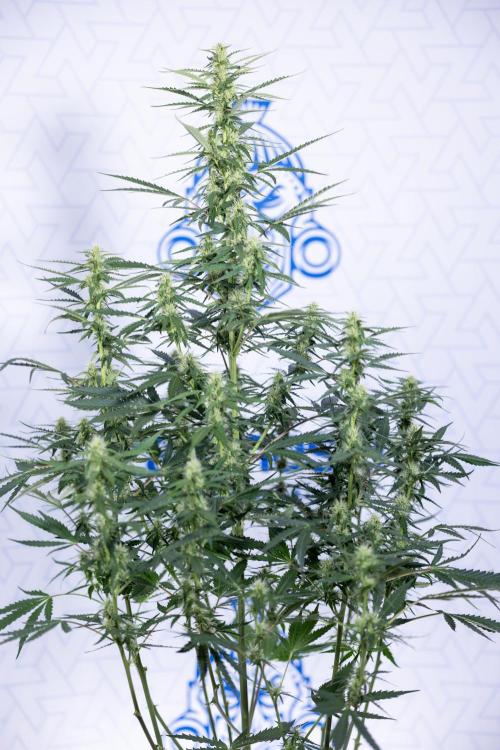 Karen Kush Auto I - Zamnesia x B&B. Week 5 - Karen Kush #1 - Bloom - Week 6