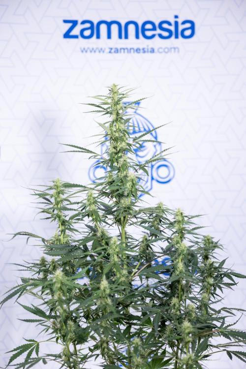 Karen Kush Auto I - Zamnesia x B&B. Week 5 - Karen Kush #1 - Bloom - Week 6