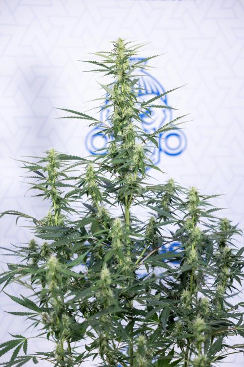 Karen Kush Auto I - Zamnesia x B&B. Week 5 - Karen Kush #1 - Bloom - Week 6