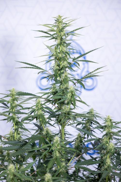 Karen Kush Auto I - Zamnesia x B&B. Week 5 - Karen Kush #1 - Bloom - Week 6