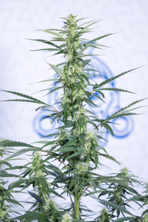 Karen Kush Auto I - Zamnesia x B&B. Week 5 - Karen Kush #1 - Bloom - Week 6