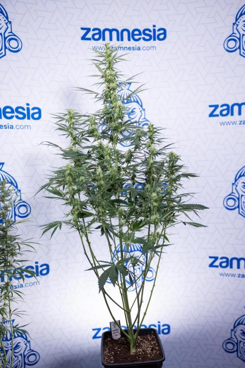 Karen Kush Auto I - Zamnesia x B&B. Week 5 - Karen Kush #1 - Bloom - Week 6