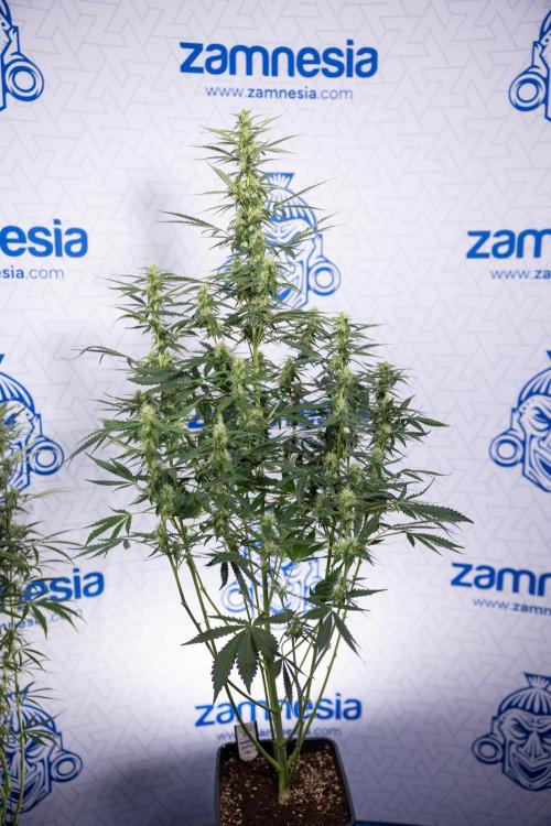 Karen Kush Auto I - Zamnesia x B&B. Week 5 - Karen Kush #1 - Bloom - Week 6