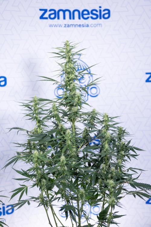 Karen Kush Auto I - Zamnesia x B&B. Week 5 - Karen Kush #1 - Bloom - Week 6