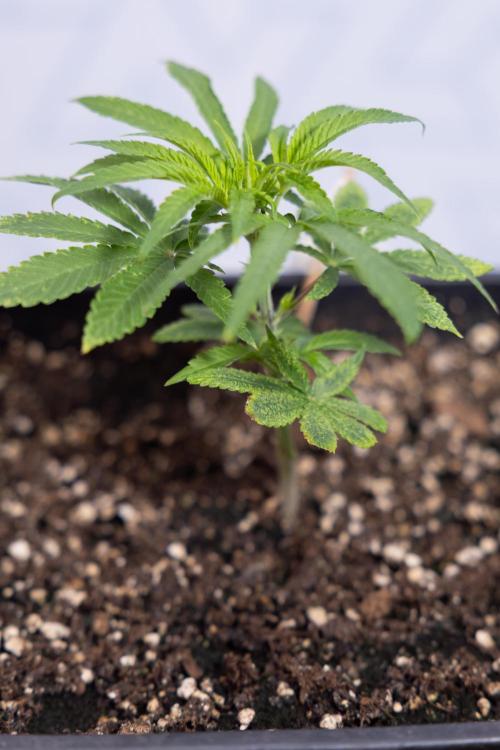 Nectar Drip #5 Clone - Zamnesia x B&B. Week 2 - Nectar Drip - Clone - Week 2