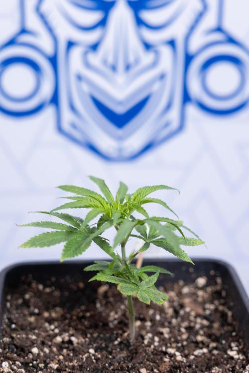 Nectar Drip #5 Clone - Zamnesia x B&B. Week 2 - Nectar Drip - Clone - Week 2