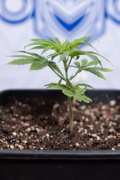 Nectar Drip #5 Clone - Zamnesia x B&B. Week 2 - Nectar Drip - Clone - Week 2