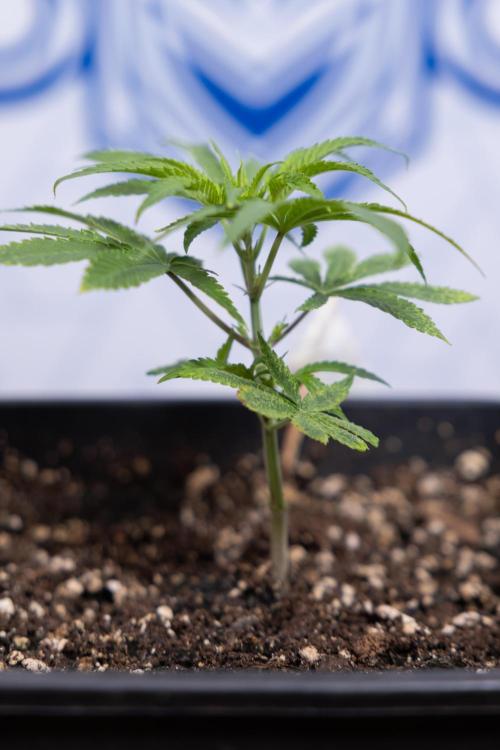 Nectar Drip #5 Clone - Zamnesia x B&B. Week 2 - Nectar Drip - Clone - Week 2