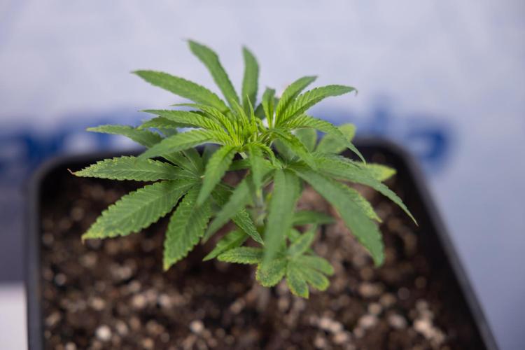 Nectar Drip #5 Clone - Zamnesia x B&B. Week 2 - Nectar Drip - Clone - Week 2